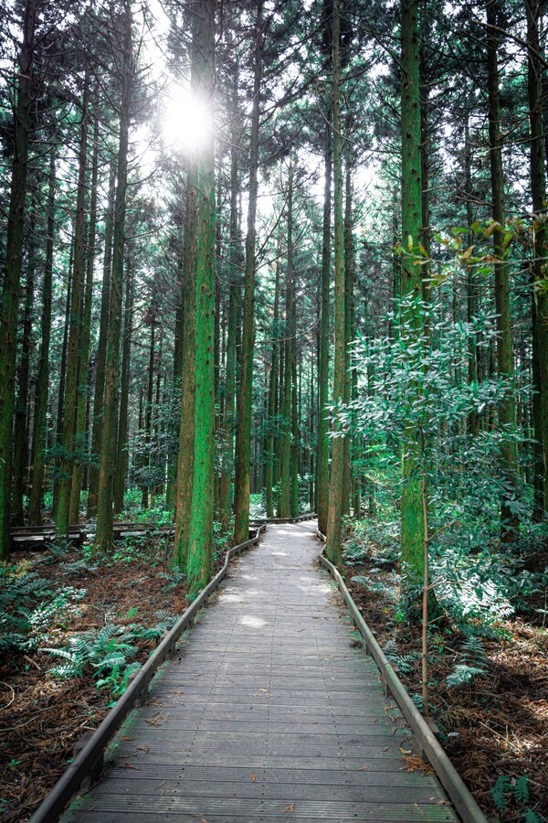'시험림길' 모습. [사진=제주도관광협회 제공]