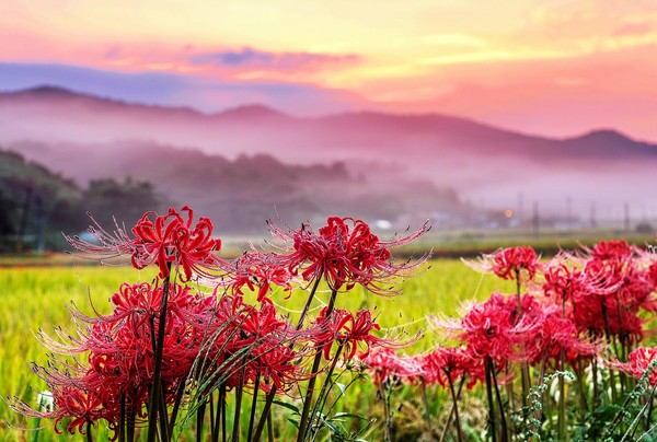 영광 불갑산 상사화 군락지 [사진=영광군]