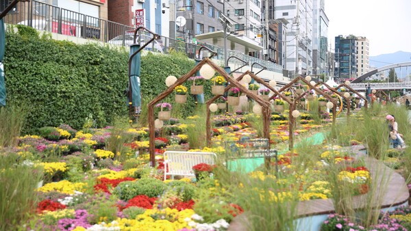 관악구, <b>별빛내린천</b>에 12,550본 <b>국화정원</b> 조성